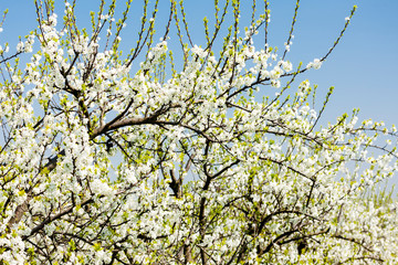 blooming orchard