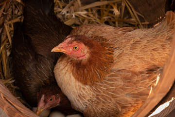 Hen
