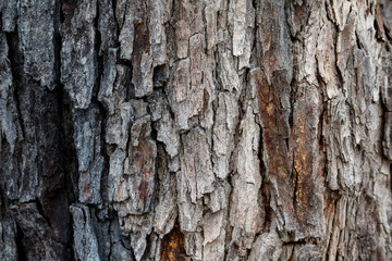 Textura de corteza de árbol áspero