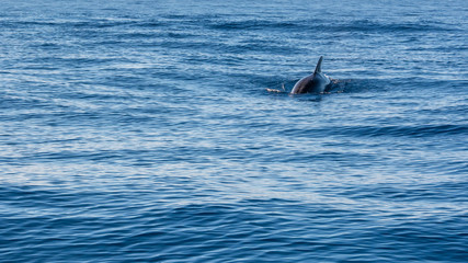 Dolphin watching Madeira Atlantic