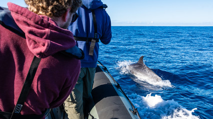 Dolphin watching Madeira Atlantic