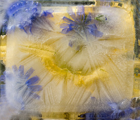 Background of pumpkin,  marrow, zucchini, chicory (succory) flower   frozen in ice