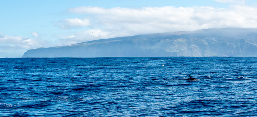 Dolphin watching Madeira Atlantic