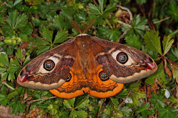 Saturnia pavoniella (SCOPOLI, 1763) Ligurisches Nachtpfauenauge , Südliches Kleines Nachtpfauenauge Italien, Marche Region, Pievefavera 20.03.2014