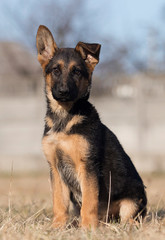 puppy breed German shepherd on a street walk