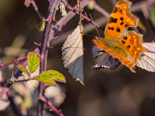 Papillon
