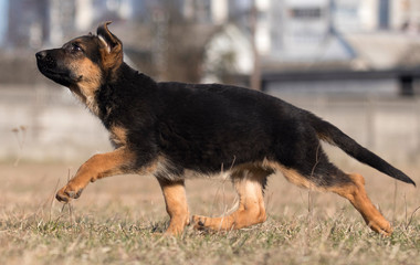 puppy breed German shepherd on a street walk