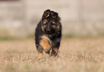 Obraz na płótnie Canvas puppy breed German shepherd on the lawn