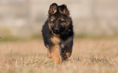 puppy breed German shepherd on the lawn