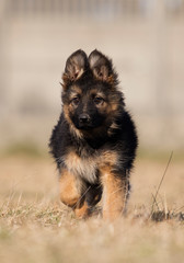 puppy breed German shepherd on the lawn
