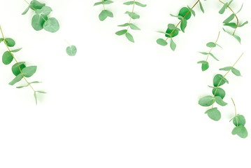 green eucalyptus leaves border on white background top view. copy space. flat lay