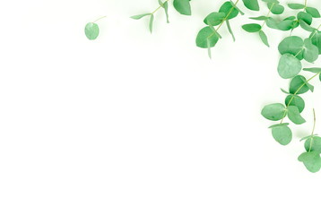 green eucalyptus leaves border on white background top view. copy space. flat lay