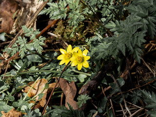Spring Wild Flowers