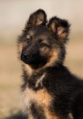 puppy breed German shepherd on the lawn