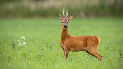 Naklejka na ściany i meble Attentive roe deer, capreolus capreolus, buck standing on a meadow in summer with green blurred background. Wild animal in nature with space for copy.