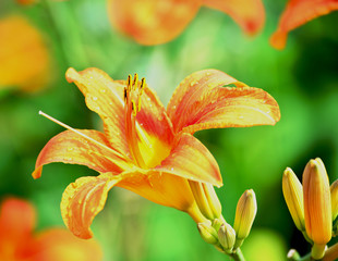 Lily on the background of summer