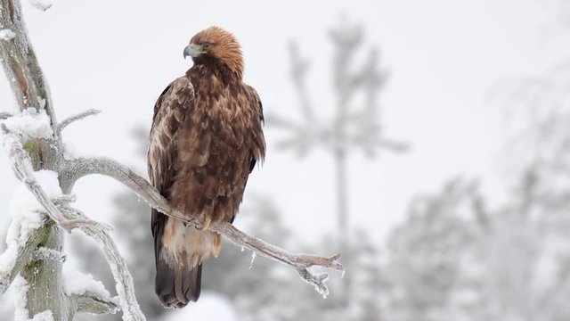 Golden eagle sitting on a tree branch on a cold winter day