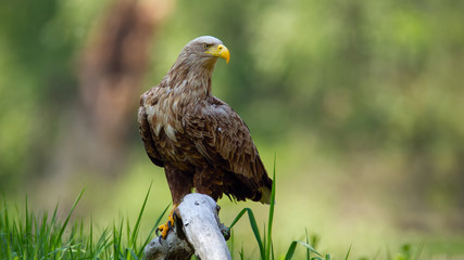Adult white-tailed eagle, haliaeetus albicilla, sitting on bough low above ground in floodplain...