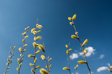 Yellow-white spring catkins on a blue sky background
