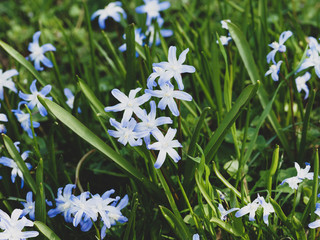 Glory-of-the-snow (Chionodoxa luciliae) flowering in early spring