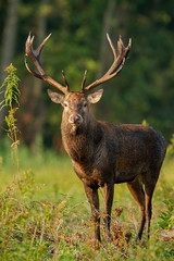 Vertikale Nahaufnahme von Rotwild mit großen Geweihen, Cervus Elaphus, Hirsch, der bei Tageslicht auf einer Lichtung im Auwald steht