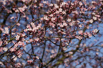 Branch of prunus serrulata japanese cherry in the spring garden