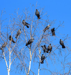 A flock of crows sits on a tree against the sky.