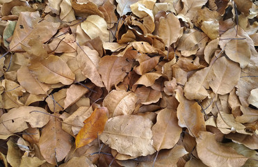 Color leaves tears in the background