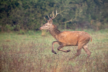 Red deer, cervus elaphus, stag sprinting along a meadow in autumn with blurred background. Side view of wild animal rushing.
