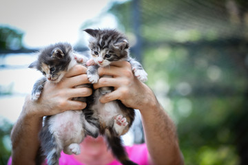 2 adorable kittens in man's hands