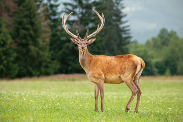 Naklejka na ściany i meble Red deer, cervus elaphus, stag with growing antlers covered in velvet standing on a meadow with short grass.