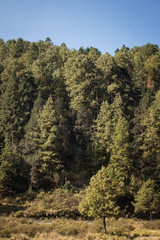 trees in the mountains