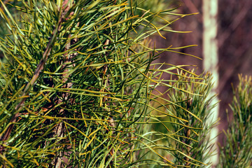 Wiosenne obrazy Podlasia. Drzewa, kwiaty, rośliny © podlaski49