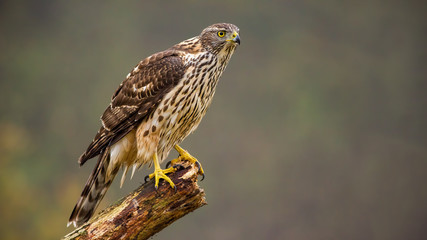 Juvenile northern goshawk, accipiter gentilis, perched on a bough with space for copy