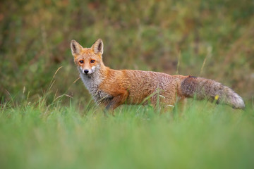 Red fox, vulpes vulpes, from low angle standing on a meadow in autumn with fluffy tail.