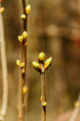 Wiosenne obrazy Podlasia. Drzewa, kwiaty, rośliny © podlaski49