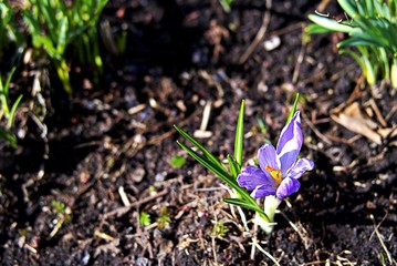 The first spring flower, purple crocus, in the garden.