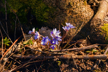 Wiosenne obrazy Podlasia. Drzewa, kwiaty, rośliny - obrazy, fototapety, plakaty