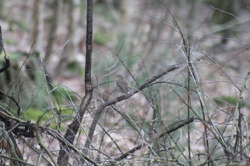 Small Bird