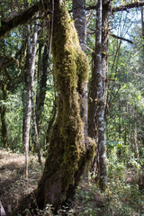 tree moss