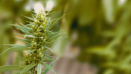 Medicinal hemp with CBD. Legal cannabis cultivation in the home. Concepts of legalizing medicinal herbs weed, bud cannabis. Macro shot with copy space