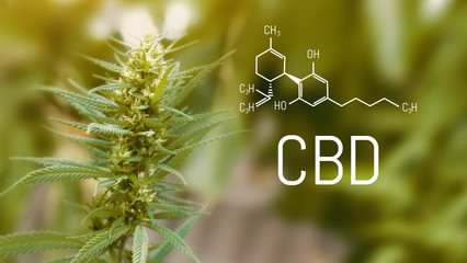 Cannabidiol CBD formula. Cannabis CBD oil, hemp extract. Medical marijuana concept