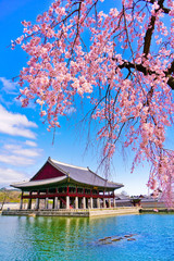 Fototapeta premium Widok na piękne kwiaty wiśni nad jeziorem w pałacu Gyeongbok wiosną w Seulu, w Korei Południowej.