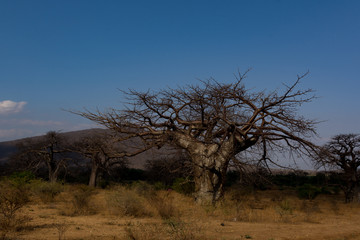 African Landscape with Baobab Trees and Mountains 
