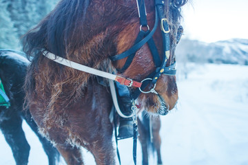 Horses on a walk in the woods in winter. Leather reins on a brown horse. Anatomy of the animal's...