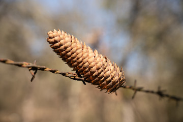 Pine cone impaled by barbed wire
