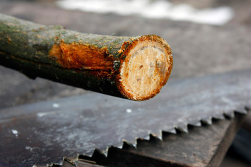 sawed apple tree branch on the background of a hand saw and sawdust in the spring garden