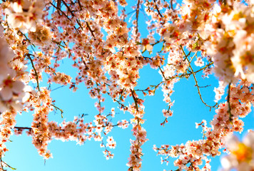 Cherry Blossom trees, Nature and Spring time background. 