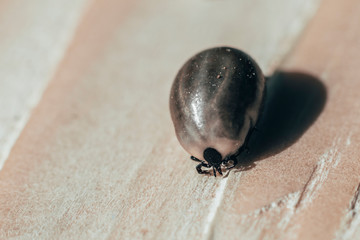 close-up. Dangerous parasite and tick carrier, on wooden background. he drank a lot of blood