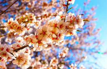 Cherry Blossom trees, Nature and Spring time background. 
